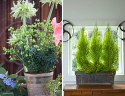 Container Plants
Garden Design
Calimesa, CA