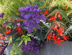 Container Plants, Red Flowers, Purple Flowers
Le-jardinet
Seattle, WA