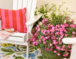 Container Recipe, Gloria Rose
Proven Winners
Sycamore, IL