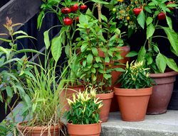 Container Vegetables, Small Space Vegetables
Garden Design
Calimesa, CA