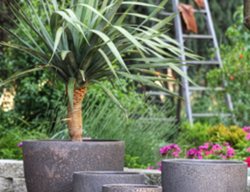 Containers
Garden Design
Calimesa, CA