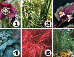 Containers, Shade, Plants
Garden Design
Calimesa, CA