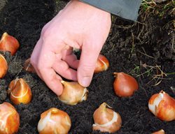 Continue Planting Bulbs
Garden Design
Calimesa, CA