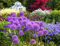 Continue Planting Bulbs
Garden Design
Calimesa, CA