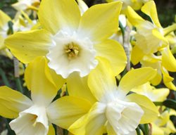 Continue Planting Bulbs
Garden Design
Calimesa, CA