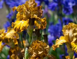 Continue Planting & Dividing Irises
Garden Design
Calimesa, CA