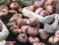 Continue Planting Spring-Planted Bulbs, Corms & Tubers
Garden Design
Calimesa, CA