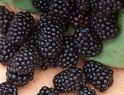 Continue Planting Summer Crops
Garden Design
Calimesa, CA