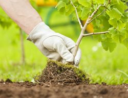Continue Planting Trees, Shrubs & Perennials
Garden Design
Calimesa, CA