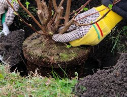 Continue Planting Trees & Shrubs Until Soil Freezes
Garden Design
Calimesa, CA