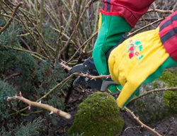 Continue Pruning Roses
Garden Design
Calimesa, CA