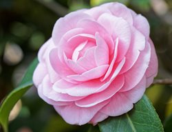 Continue Watering Flowering Shrubs Well
Garden Design
Calimesa, CA