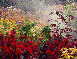 Continue Watering Until The Ground Freezes 
Garden Design
Calimesa, CA