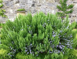 Control Mosquitos 
Garden Design
Calimesa, CA