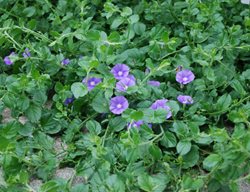 Convolfulus Sabatius, Ground Morning Glory, Groundcover Vine
Millette Photomedia
