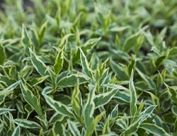 Cool Splash Diervilla, Diervilla Sessilifolia
Shutterstock.com
New York, NY