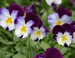 Cool Wave Violet Wing Pansy, Purple And White Pansy Flower
Flickr
