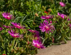 Cooper's Iceplant, Delosperma Cooperi
Shutterstock.com
New York, NY
