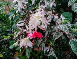 Cooperi Tropical Hibiscus, Variegated Tropical Hibiscus
Shutterstock.com
New York, NY