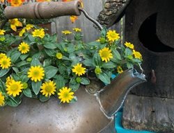 Copper Pot Planter
Garden Design
Calimesa, CA