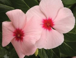 Cora Apricot Vinca, Cataranthus Roseus, Annual Vinca 
Proven Winners
Sycamore, IL