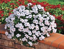 Cora Cascade Polka Dot Vinca, Annual Vinca, Cataranthus Roseus
Proven Winners
Sycamore, IL