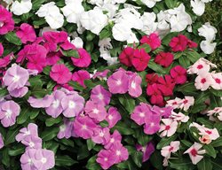 Cora Vincas, Vinca Flowers, Annual Vincas
Proven Winners
Sycamore, IL