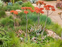 Coral Aloe, Aloe Striata
Garden Design
Calimesa, CA