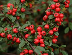 Coral Beauty Cotoneaster, Evergreen Bush
Garden Design
Calimesa, CA