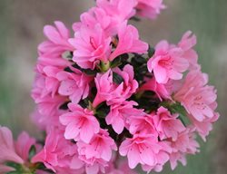 Coral Bells Azalea, Pink Double Azalea Flowers
Shutterstock.com
New York, NY