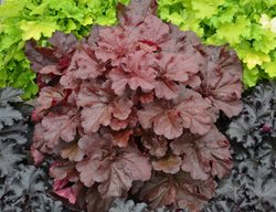Coral Bells, Coral Bell Plants, ‘mahogany Monster’
Proven Winners
Sycamore, IL