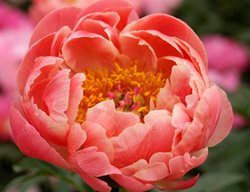 Coral Charm, Semidouble Peony
Shutterstock.com
New York, NY