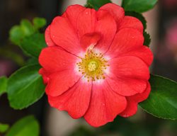 Coral Drift Rose, Drift Rose, Coral Rose
Shutterstock.com
New York, NY