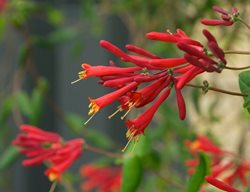 Coral Honeysuckle, Major Wheeler
Millette Photomedia
