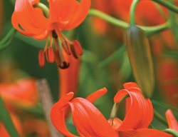 Coral Lily, Lilium Pumilum
Garden Design
Calimesa, CA