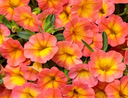 Coral Sun Calibrachoa, Superbells Coral Sun
Proven Winners
Sycamore, IL