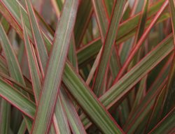 Cordylena Ruby Dracaena, Madagascar Dragon Tree
Proven Winners
Sycamore, IL