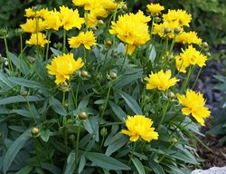 Coreopsis Presto
Longfield Gardens
