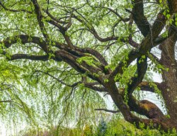 Corkscrew Willow Tree, Salix Matsudana
Shutterstock.com
New York, NY