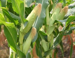 Corn, Growing Corn
Shutterstock.com
New York, NY