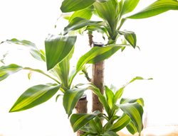 Corn Plant, Dracaena Massangeana
Shutterstock.com
New York, NY