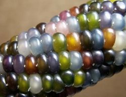 Corns-Garden-Design
Garden Design
Calimesa, CA