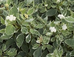 Cornus Alba Dogwood, Dogwood Shrub
Shutterstock.com
New York, NY