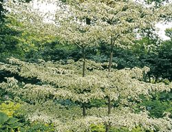 Cornus Alternifolia, Pagoda Dogwood
Millette Photomedia
