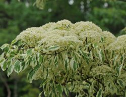 Cornus Controversa, Variegated Leaves, Dogwood
Millette Photomedia
