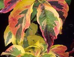 Cornus Florida, Cherokee Sunset, Variegated Leaves, Dogwood
Alamy Stock Photo
Brooklyn, NY