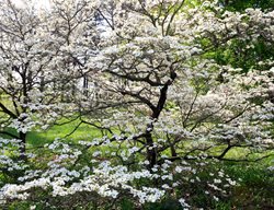 Cornus Florida, Cloud Nine, Flowering Tree, Dogwood
Alamy Stock Photo
Brooklyn, NY