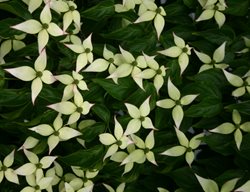 Cornus Kousa, Japanese Dogwood, White Flower
Millette Photomedia
