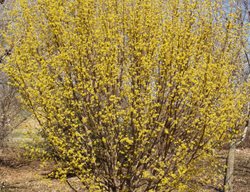 Cornus Mas, Cornelian Cherry Dogwood, Yellow Flower, Tree
Millette Photomedia
