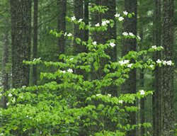 Cornus Nuttallii, Pacific Dogwood, Mountain Dogwood
Alamy Stock Photo
Brooklyn, NY